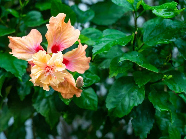 Popular Tree Popularized Asians Various Colors Called Hibiscus Flower Leaving — Stock Photo, Image