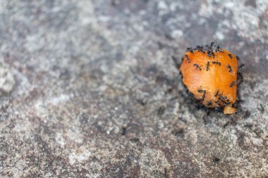 Bir siyah karınca sürüsü yere düşen yiyecekleri yemek için yürüdü..