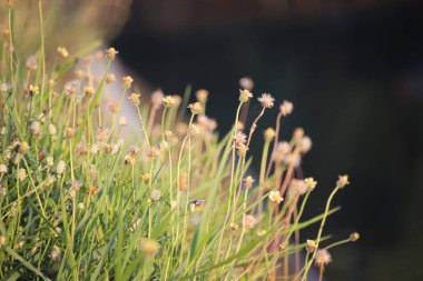 Köyümün yakınındaki nehir kıyısındaki vahşi çalı.