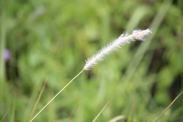 Dandelion Grass Flowers Free Field Town Hall — Stock Photo, Image