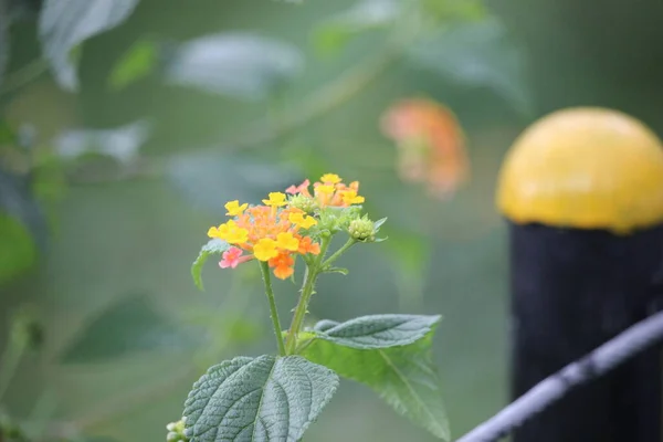Bahçedeki Lantana Camara Çiçekleri — Stok fotoğraf
