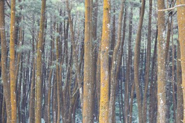 Korunan ormandaki sık çam ağaçları kesilmemelidir.