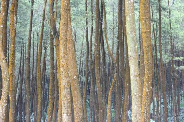 Korunan ormandaki sık çam ağaçları kesilmemelidir.