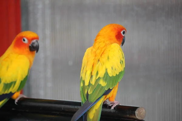 Papagaio Colorido Amarelo Vermelho Verde — Fotografia de Stock