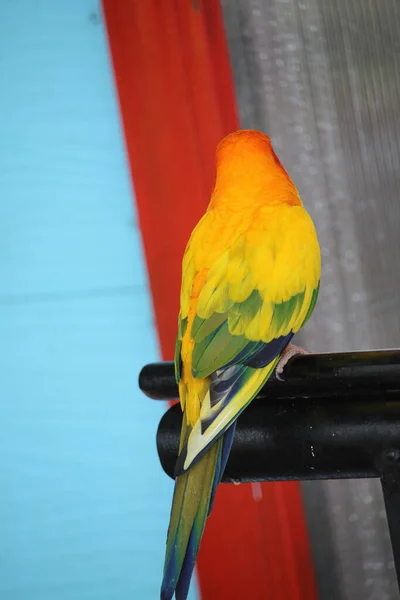 Papagaio Colorido Amarelo Vermelho Verde — Fotografia de Stock