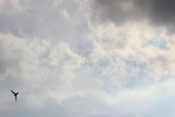 Pequenos Pássaros Visíveis Voando Céu — Fotografia de Stock