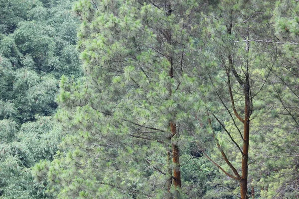 Pinheiros Densos Floresta Protegida Que Não Devem Ser Cortados — Fotografia de Stock