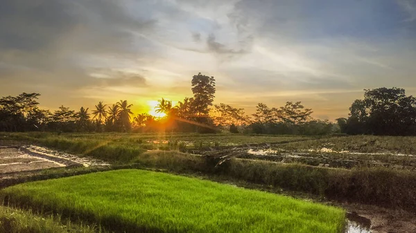 Arrozales Rurales Con Sol Cálido —  Fotos de Stock