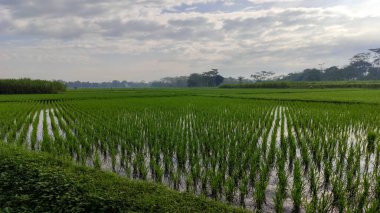 Kırsal bölgelerdeki dağların arasında pirinç tarlaları, Güney Malang, Malang Regency, Doğu Java Eyaleti, Endonezya