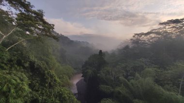 Büyük bir nehri olan tropik bir yağmur ormanı.