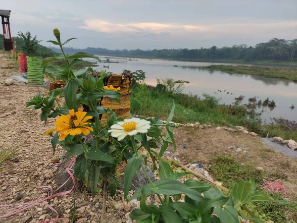 Fleurs Papier Zinnia Blanc Jaune Fleurissant Près Lac — Photo