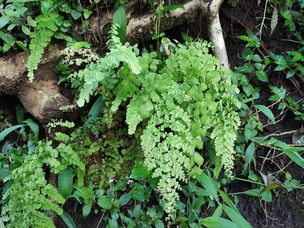 Φύλλα Του Athyrium Είναι Πράσινα Και Φρέσκα — Φωτογραφία Αρχείου