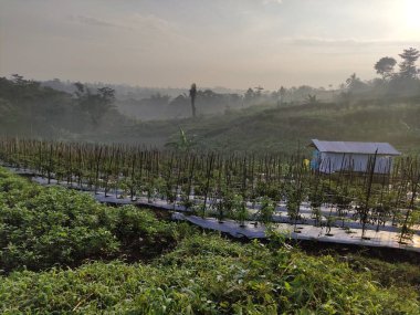 Sabah Endonezya 'da bir köyde kırsal atmosfer