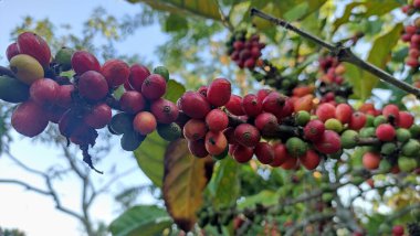 Ağaçta olgunlaşmış Robusta Arabica kahvesi.