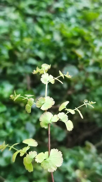 Athyrium Blad Gröna Och Färska — Stockfoto