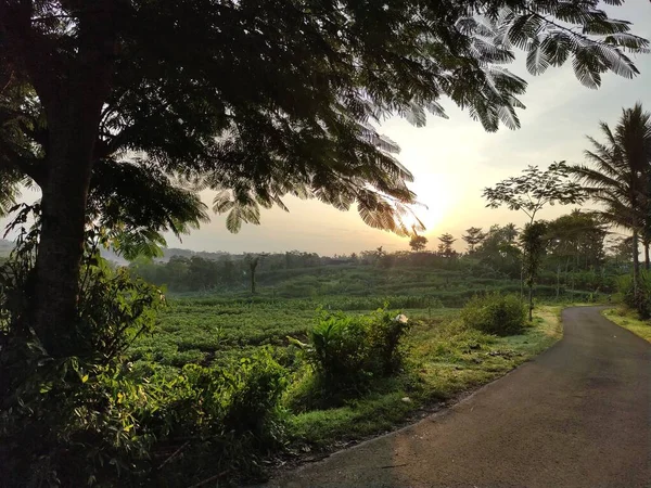 Αγροτική Ατμόσφαιρα Πρωί Ένα Χωριό Στην Ινδονησία — Φωτογραφία Αρχείου