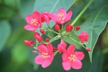 Peregrina çiçeği (