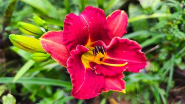 Bahçede her gün açan kırmızı bir hemerocallis 'e yaklaş.