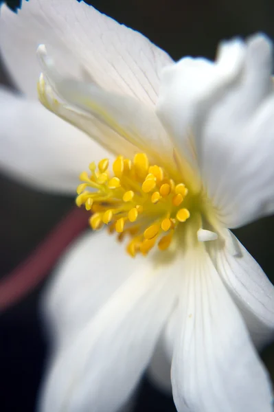 Flores — Fotografia de Stock