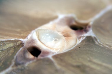 Köpekbalığı ile taze biftek