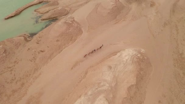 Tropa camello en paisaje de terreno erosión del viento, yardang landform. — Vídeos de Stock