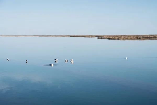 Птицы Чистом Озере Природные Пейзажи Фото Цинхай Китай — стоковое фото