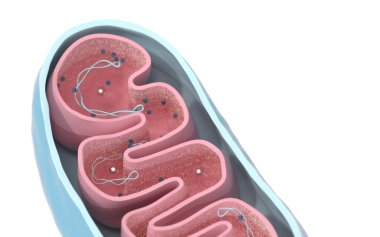 Cross-section view of Mitochondria. Medical info graphics on white background, 3d rendering. Computer digital drawing. clipart
