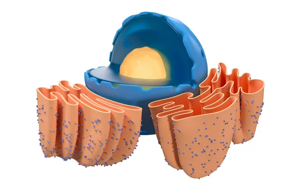 Struttura Del Reticolo Nucleare Endoplasmatico Una Cellula Animale Rendering Vista — Foto Stock