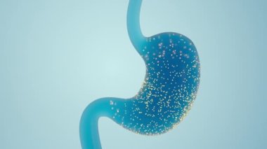 İnsan iç midesi anatomisinin tedavisi, 3 boyutlu işleme.