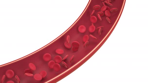 Red and white blood cells in the blood vessel, 3d rendering. — Stock Video