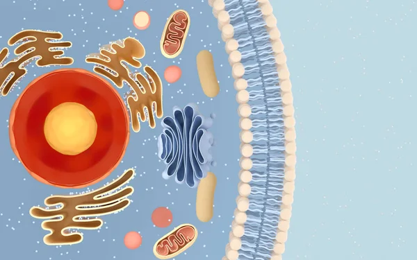 Internal structure of an animal cell, 3d rendering. Section view. Computer digital drawing.