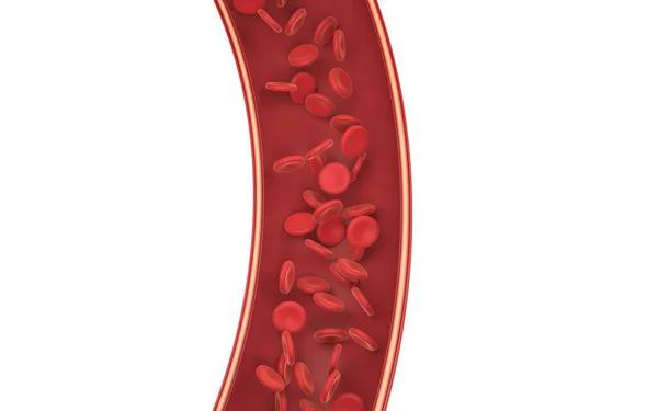 Globules Rouges Dans Vaisseau Sanguin Rendu Dessin Numérique Informatique — Photo