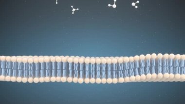 Hücre Membrane ve Molekülleri, 3 boyutlu oluşturma.