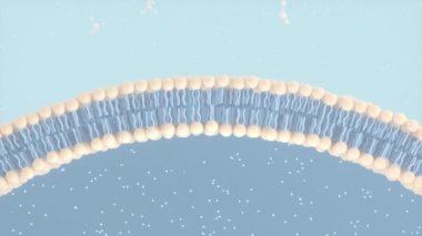 Hücre Membrane ve Molekülleri, 3 boyutlu oluşturma.