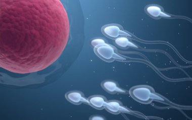 Sperm ve yumurta hücresinin birleşimi, 3 boyutlu görüntüleme. Bilgisayar dijital çizimi.