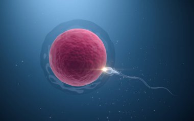 Sperm ve yumurta hücresinin birleşimi, 3 boyutlu görüntüleme. Bilgisayar dijital çizimi.