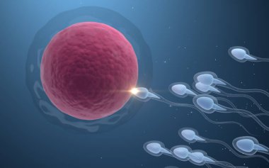Sperm ve yumurta hücresinin birleşimi, 3 boyutlu görüntüleme. Bilgisayar dijital çizimi.