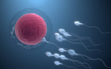 Sperm ve yumurta hücresinin birleşimi, 3 boyutlu görüntüleme. Bilgisayar dijital çizimi.