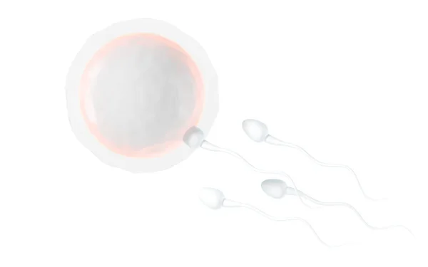 精子と卵細胞の結合 3Dレンダリング コンピュータ デジタル ドローイング — ストック写真