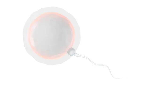 Sperm Yumurta Hücresinin Birleşimi Boyutlu Görüntüleme Bilgisayar Dijital Çizimi — Stok fotoğraf