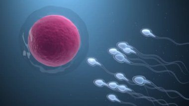 Sperm ve yumurta hücresinin birleşimi..