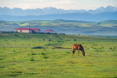 Otlaklar ve Atlar güneşte. Çin, Xinjiang 'da çekildi..