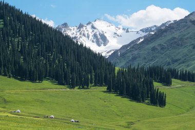 Mavi gökyüzü olan Nalati otlağı. Çin, Xinjiang 'da çekildi..