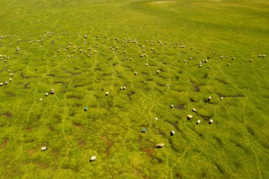 Kırlarda mavi gökyüzü olan koyunlar. Xinjiang, Çin 'de çekildi..