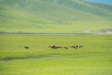 Uçsuz bucaksız otlakları olan atlar. Xinjiang, Çin 'de çekildi..