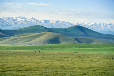 Otlaklar ve güneşin altındaki karlı dağlar. Çin, Xinjiang 'da çekildi..