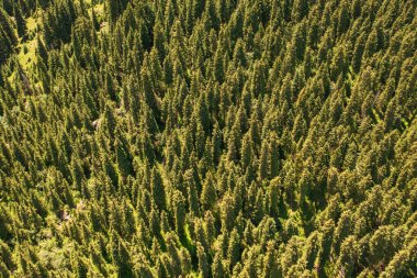 Bulutsuz bir günde nehir ve ağaçlar. Xinjiang, Çin 'de çekildi..
