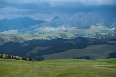 Otlaklar ve karlı dağ bulutlu bir günde. Çin, Xinjiang 'da çekildi..