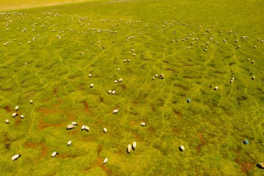 Kırlarda mavi gökyüzü olan koyunlar. Xinjiang, Çin 'de çekildi..