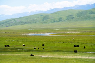 Sarmal nehirler ve çayırlar. Xinjiang, Çin 'de çekildi..